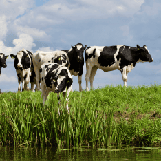 SERVICES FOR THE DAIRY INDUSTRY