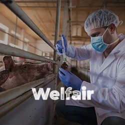 Welfair® Certification in Livestock Farms and Slaughterhouses